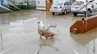 汪星人興奮迎接主人　下一秒大悲劇
