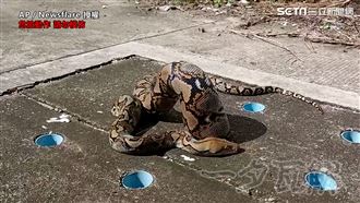 巨蟒硬塞水溝卡住　居民合力救援脫困