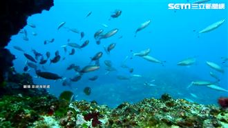 澎湖南方四島徵「島主」　包吃包住！