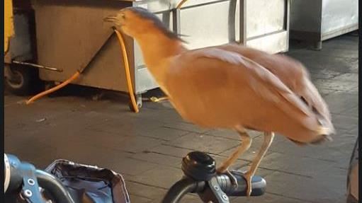 神奇鳥類佔據腳踏車！網急喊別惹牠