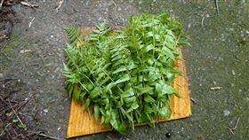 過貓,涼拌,野生,料理(翻攝自 廚藝公社)