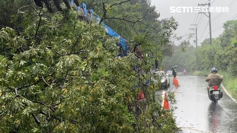 烟花逼近大雨轟炸　桃園2樹倒釀追撞