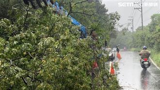 烟花逼近大雨轟炸　桃園2樹倒釀追撞