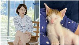 郁方,貓咪,小貓,三花貓,身價(郁方臉書、資料照