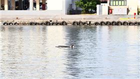 海豚2度迷航花蓮港花蓮港區近日發現一隻印太瓶鼻海豚，疑似迷航2度出沒港區，花蓮縣政府農業處表示，為避免干擾海豚活動，呼籲往來船隻減速慢行，減少驚擾，將持續監控。（花蓮縣政府提供）中央社記者張祈傳真　110年7月23日
