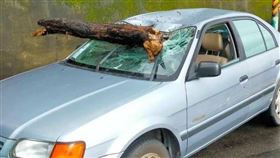 轎車遭斷裂樹幹砸中，刺穿擋風玻璃。（圖／翻攝畫面）