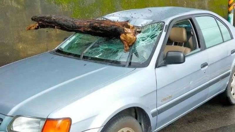 苗栗孕婦開車載女…樹幹刺穿擋風玻璃