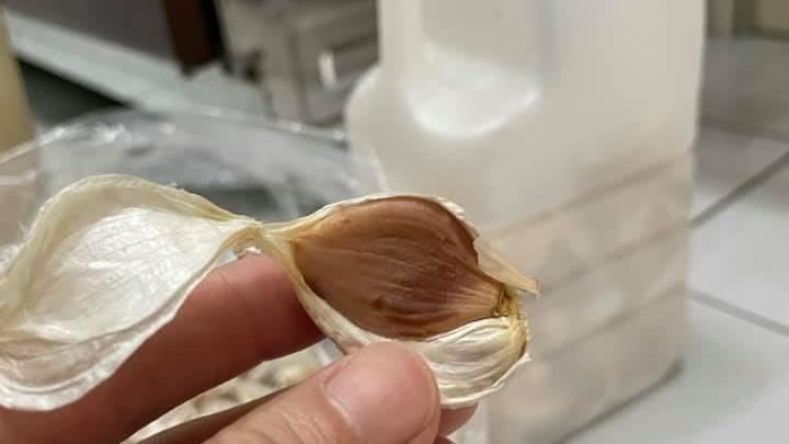 他蒜頭放牛奶瓶全黑化！釣蒜農出手救