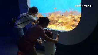 澎湖水族館久違開放　遊客如「包場」