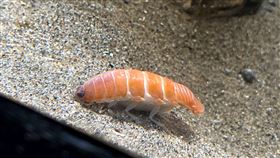 捕獲野生「鮭魚壽司」！福島水族館深海物種　近萬網友朝聖（圖／翻攝自）日本,福島水族館,鮭魚壽司,深海,未知生物