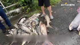 石門斷頭魚18001