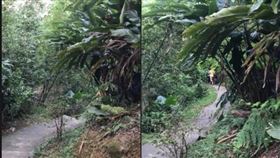 新北市，樹林，露鳥俠，大同山，