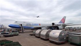 華航貨機(機場公司提供)