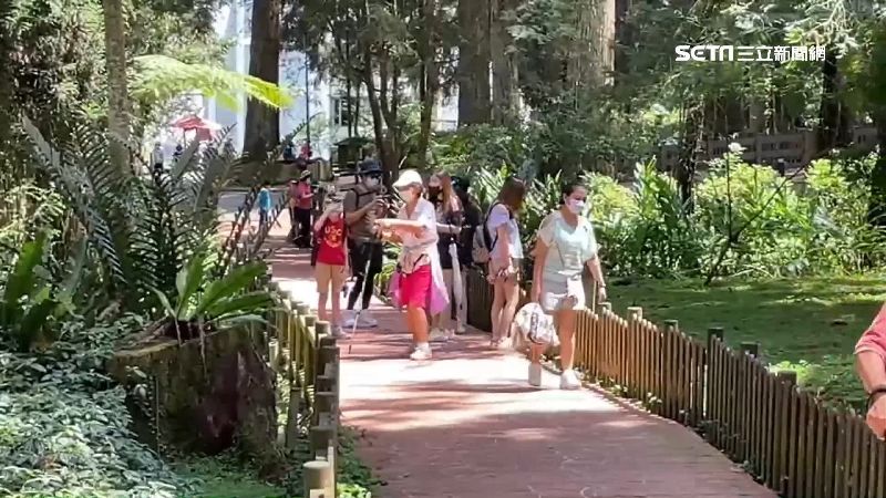 降級不解封首日　溪頭上午千人入園