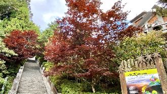 解封降級！台北情侶夜衝太平山賞日出