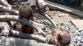 台北市立動物園將於本周日8月1日重新開放。（圖／台北市立動物園提供）