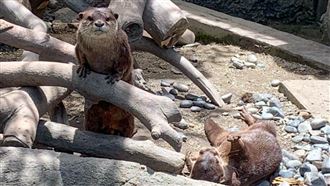 家長注意先預約！動物園開園4大規則