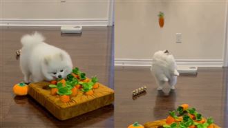 博美犬拔蘿蔔爆紅！網急問：玩具哪買