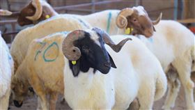 伊斯蘭教宰牲節  土耳其東南部養羊場11日是伊斯蘭教宰牲節，彰顯忠誠、孝心、虔敬、分享等意涵，16億穆斯林宰牲獻祭，履行宗教義務。圖為土耳其東南部卡拉曼馬拉斯郊外村落養羊農場的羊隻。中央社記者何宏儒卡拉曼馬拉斯攝  108年8月12日