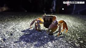 兇狠圓軸蟹,高雄,援中港,濕地