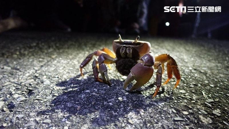 夏夜摸黑過馬路　高雄人嚇一跳讓步