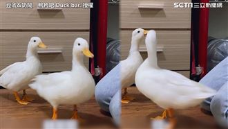 誘惑擋不住！超萌柯爾鴨為美食狂轉圈