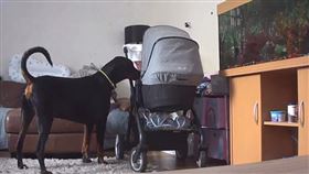 湯米湊近正在嬰兒車內哭鬧的梅西，下秒她突然冷靜下來。（影／翻攝自Nick Elliott臉書）