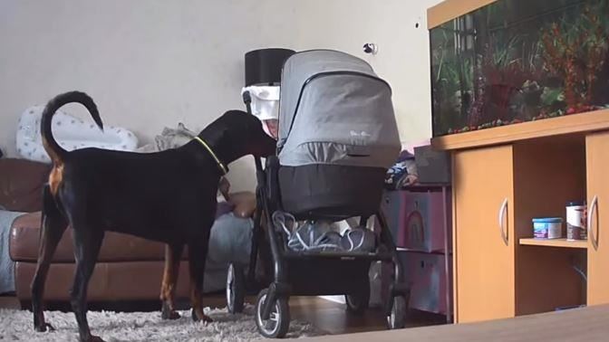 愛犬湊近…寶寶不吵了！媽見這幕噴淚