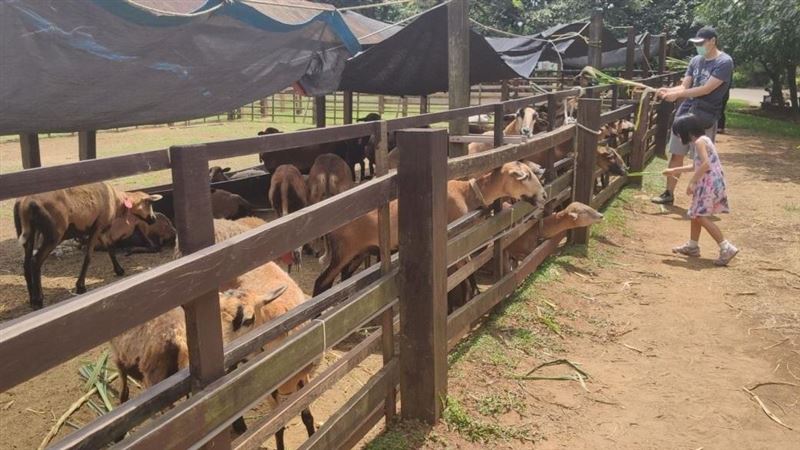 微解封首推埔心牧場　親子放牧玩一下