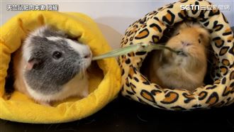 點心被搶走！萌鼠怒搶回變超Q拔河