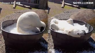 北極熊翻跟斗進冰桶　吸引百萬觀看！