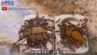 螞蟻吃播２夯水果　比起芒果更愛這款