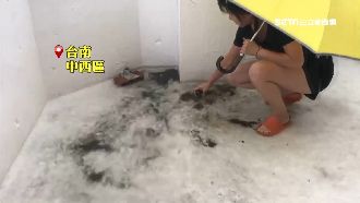 豪雨炸南台致災　車拋錨、路樹險砸人