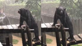 壽山動物園台灣黑熊、西南氣流。（圖／翻攝自壽山動物園IG）