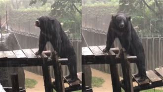 高雄大雨不停！台灣黑熊萌爆超級享受