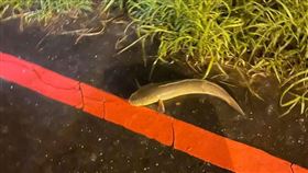 有網友認出原PO放生的疑似是「泰國鱧」。（圖／翻攝自臉書「爆廢公社」）