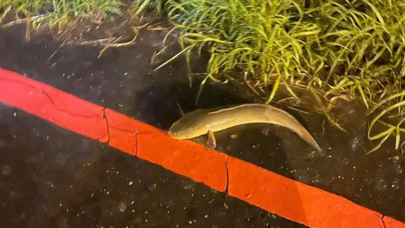 路邊見5隻魚扭動！她心疼救援遭罵爆