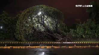 高雄路樹倒塌　騎士急閃仍遭壓傷送醫