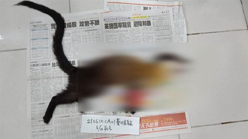 首例！保育「黃喉貂」死後確診狂犬病