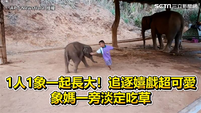 1人1象追逐嬉戲超萌　象媽淡定吃草