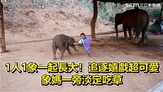 1人1象追逐嬉戲超萌　象媽淡定吃草