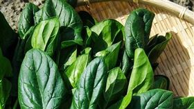 菠菜　圖／pixabay