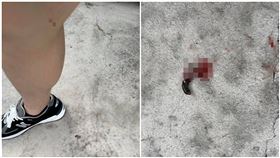 被「吸血蟲」咬超過30分鐘！見牠倒地吐血　內行曝真相（圖／翻攝自爆系知識家）