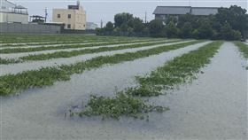 雨彈轟炸雲林　菜田泡水雲林縣2日受西南風及低壓帶影響，豪雨成災，許多農作物泡在水中逾10小時，受損嚴重。中央社記者姜宜菁攝  110年8月3日