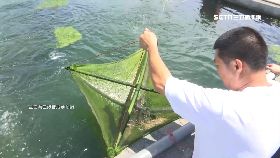 (專案)力大有機蝦121711121