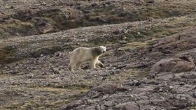 丹麥北極軍事單位在格陵蘭的駐軍表示，2日清晨，一頭北極熊晃蕩到距離達訥堡基地約400公尺的研究站。（圖／翻攝自facebook.com/JointArcticCommand）
