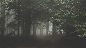 森林，陰森，靈異（示意圖／翻攝自Pixabay）
