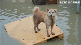 台灣動物緊急救援小組提供,永康,台南,狗園,淹水