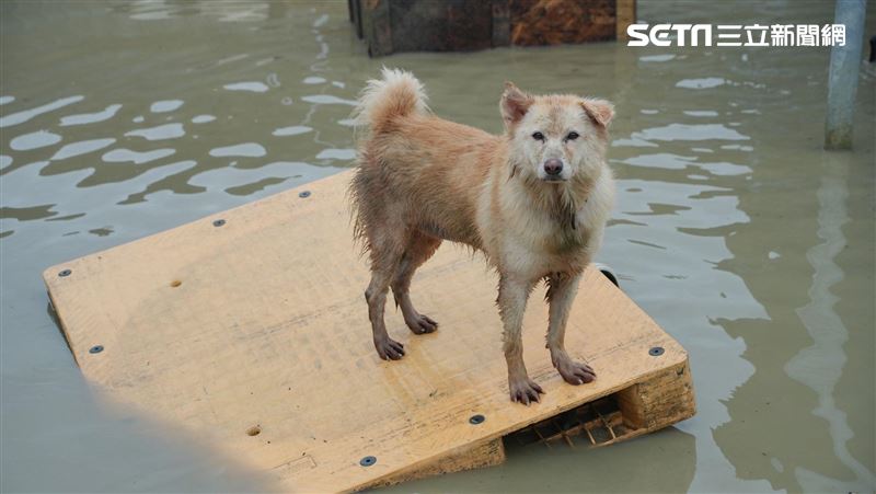 台南大雨釀災！狗狗棧板上漂浮網看哭