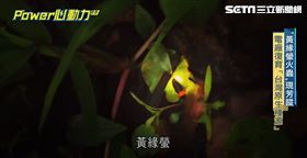 螢火蟲台中電廠（業配）